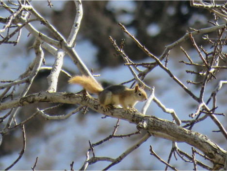 Hossein Karamyar - Looking for Food