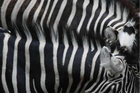 Pooneh Abdali - Soul Mate