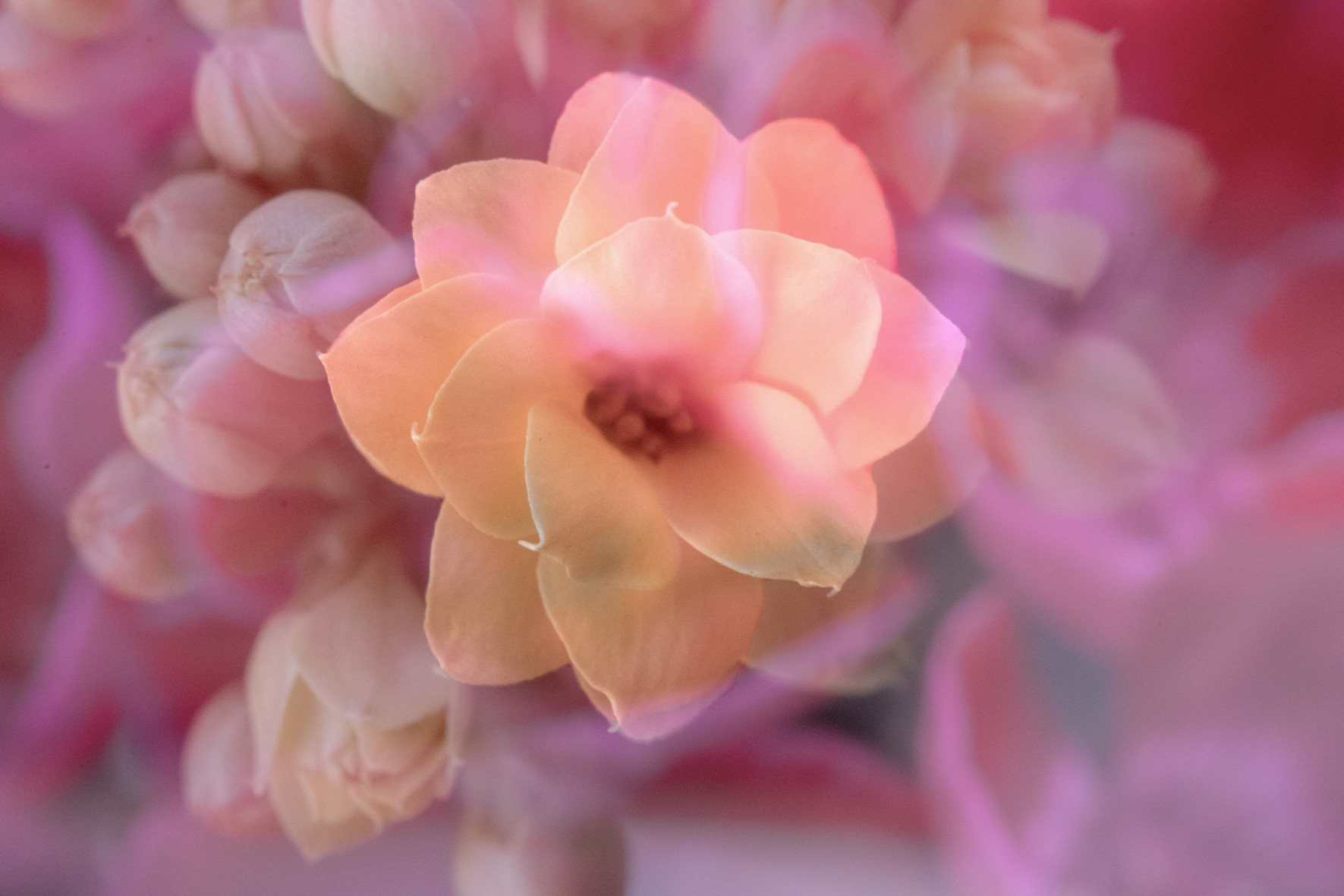 Pembe Rüya - Celal Oflaz