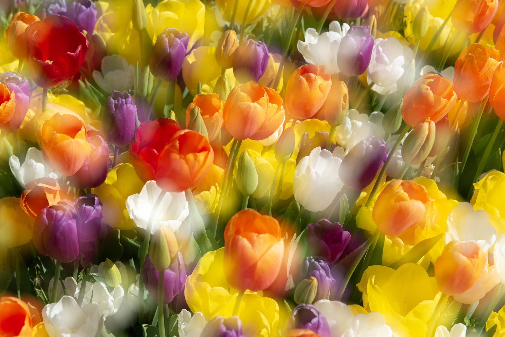 Renkler Dünyası - Celal Oflaz