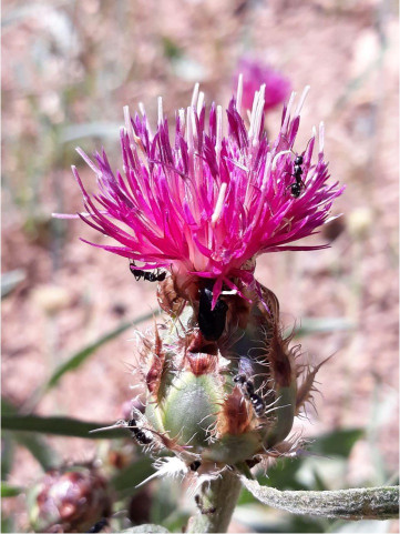 Adele Khamsehashari - Woman Life Freedom