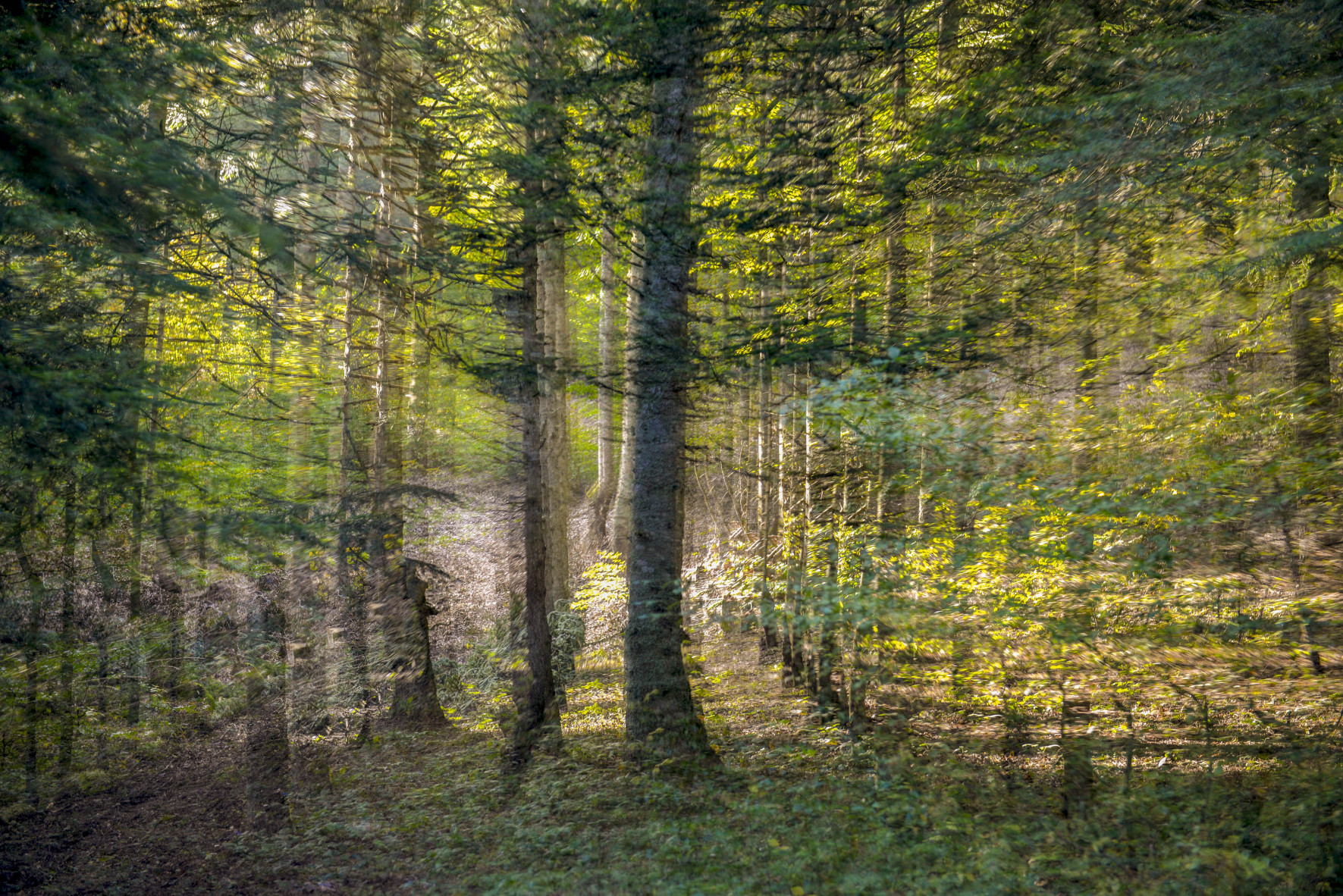 Ağaçları Çoğaltalım - Celal Oflaz