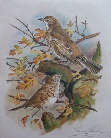 Vida Abdolah - Untitled