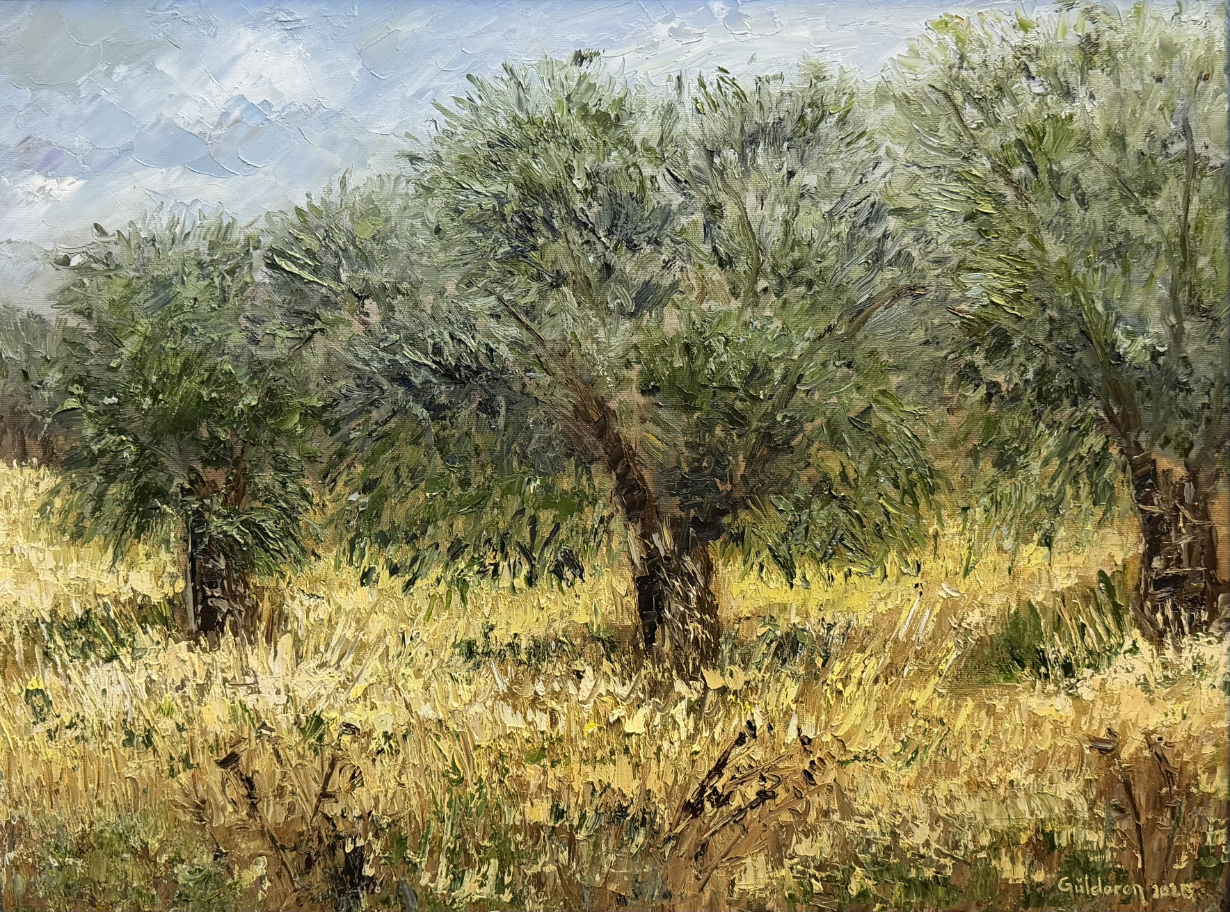 Zeytin Ağaçlarıı